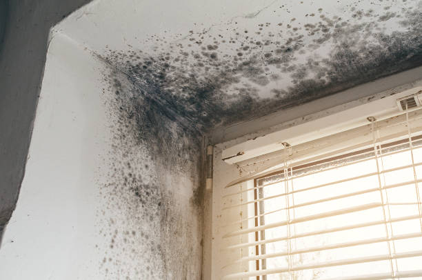Affordable Mold Cleanup solutions in Harleysville, PA