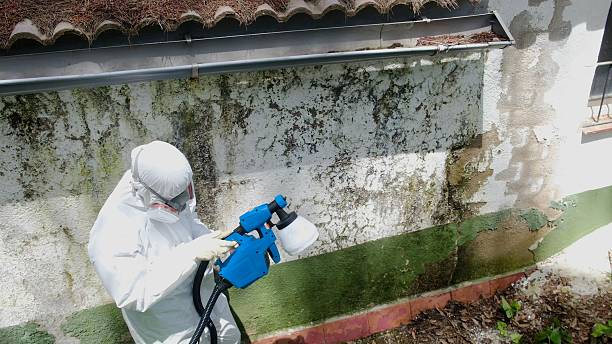 Top rated local Mold Cleanup specialists in Harleysville, PA